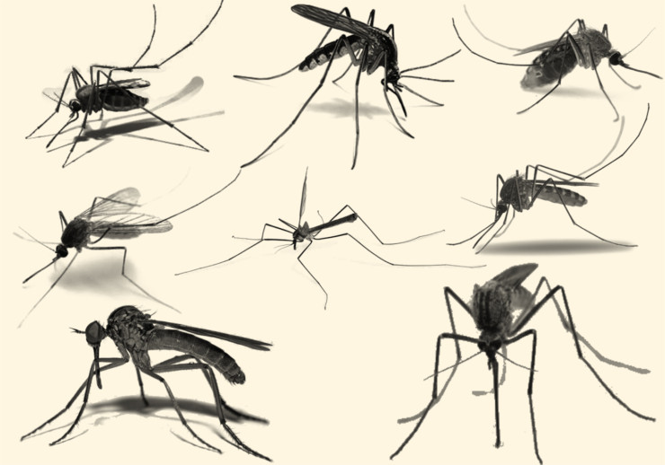 mosquito-brushes